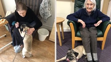 Pixie the pug delights at Falkirk care home
